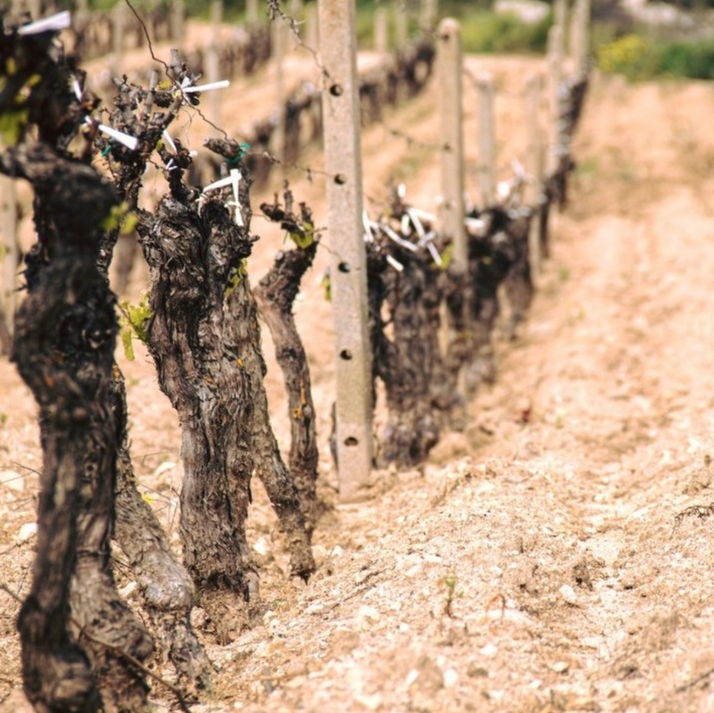 TZIU MARTINE Vermentino di Sardegna 2024